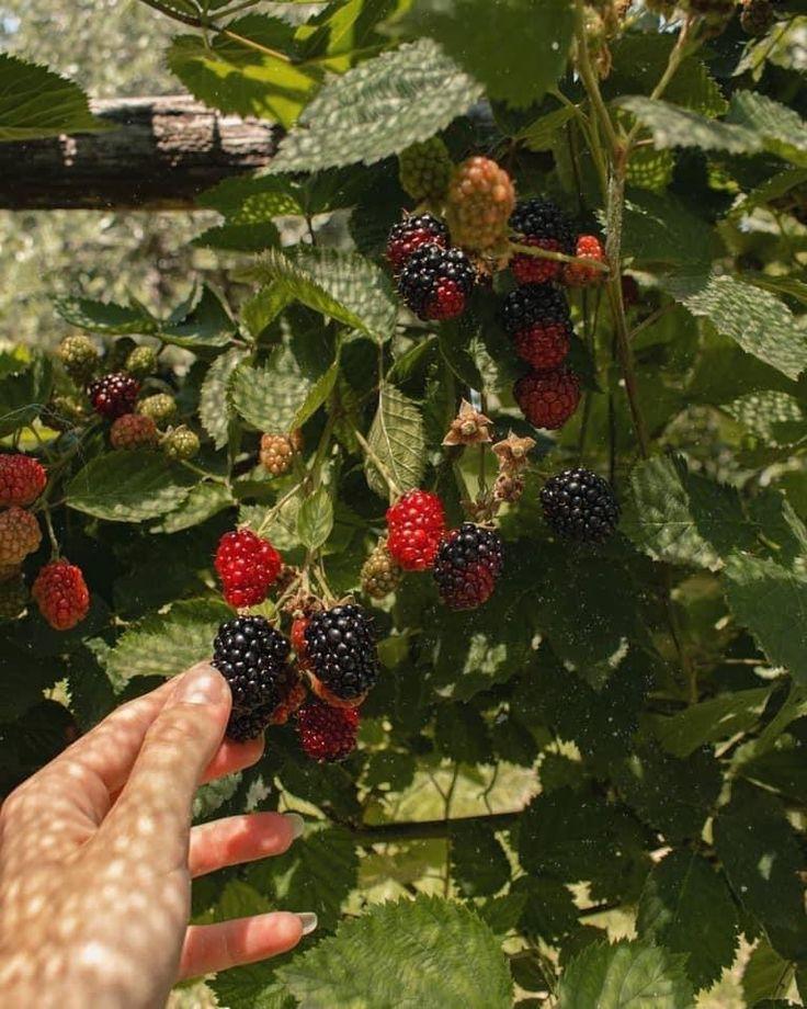 Garden Gems: Assorted Berry Harvest Basket