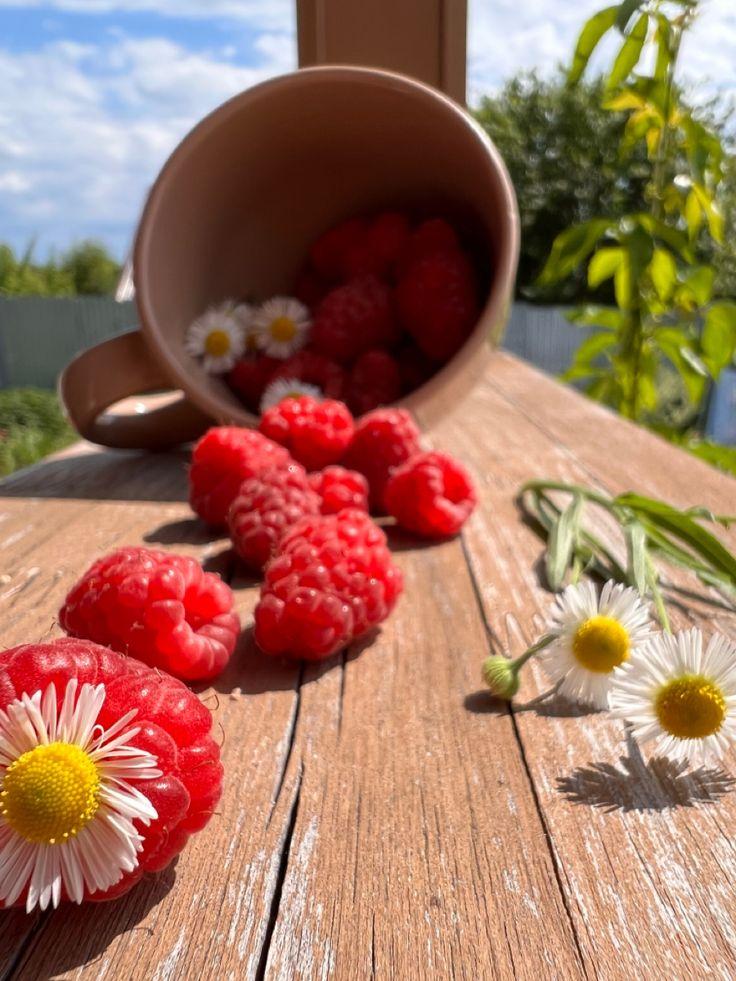 Nature’s Palette: Vibrant Berry Collection